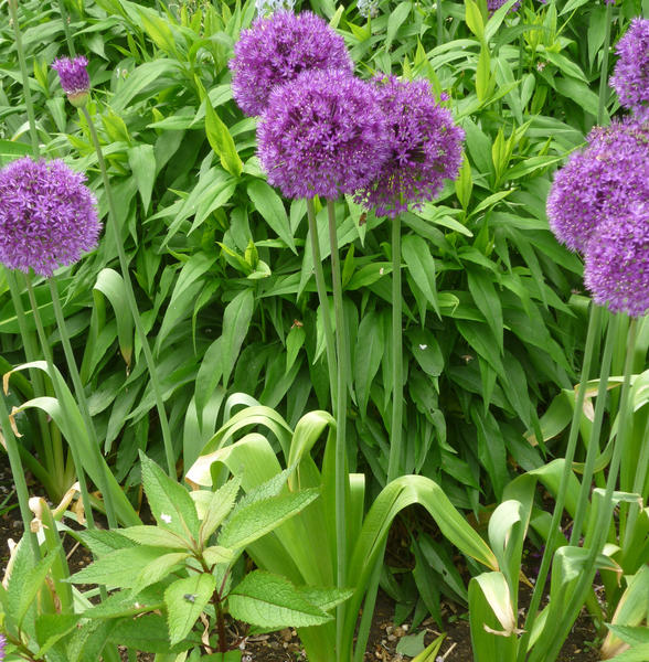 beautiful purple flower heads allium purple sensation