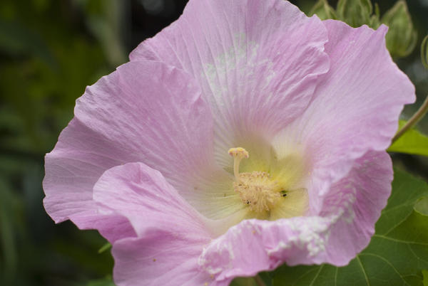 Close-up of a newly opened pale pink Hibiscus flower on the bush