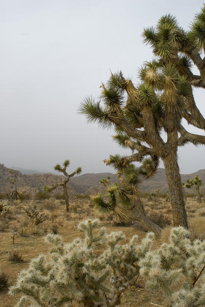 joshua tree and cactuses in a desert landscape, joshua tree national park, california
