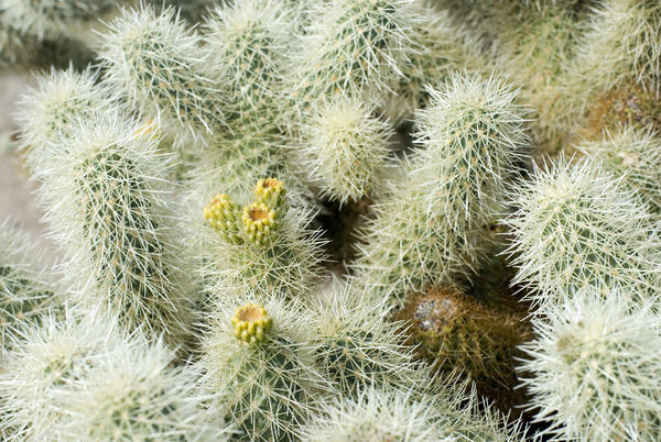 flowers and needles on a cactus garden in californias joshua tree national park