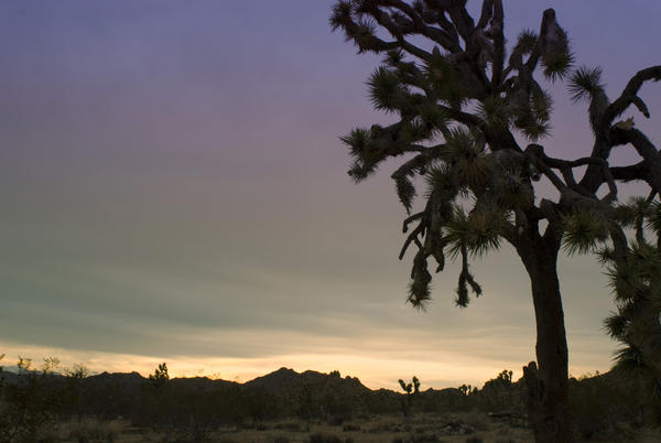 silhouette of a joshua tree in the joshua tree national park, california