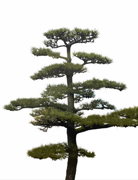 white pine tree png