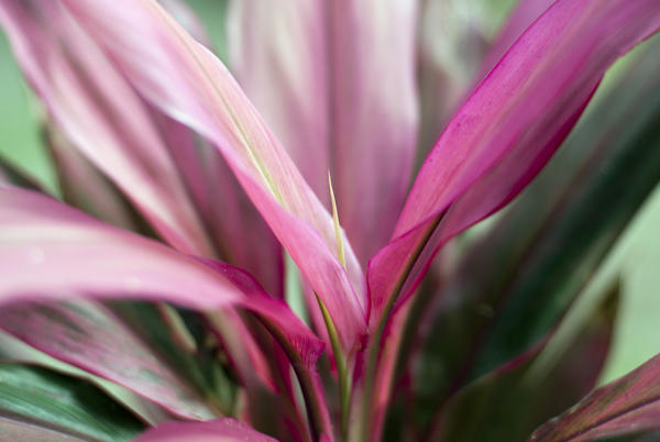 Pink cordyline flower, a small tropical tree or shrub well known for being able to proagate itself from just a small piece of the trunk or stem