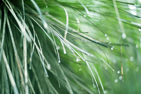Water droplets suspended on the tips of long curving blades of green grass following a rain shower
