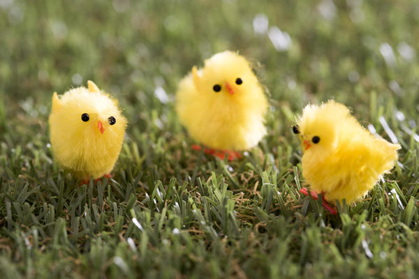 decorative_easter_chickens.jpg