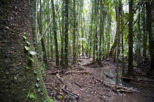 a wet rainforest floor with moss covered trees and plants