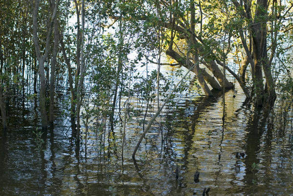 Plants Growing In A Swamp-3937 | Stockarch Free Stock Photos