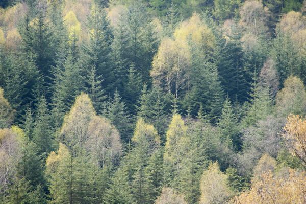 Plantation of pine trees-4283 | Stockarch Free Stock Photo Archive