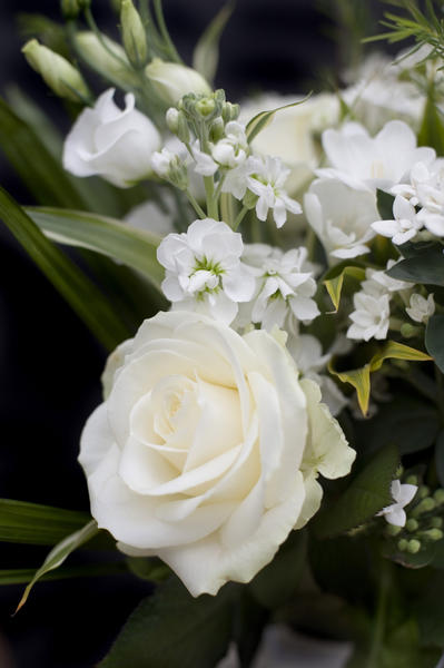 White roses close up-4059 | Stockarch Free Stock Photo Archive