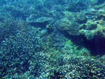 The sea bed covered in an assortment of hard plate coral formations