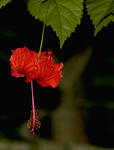 tropical rainforest flower, a hibiscus hanging upside down