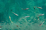 small reef fish swimming in aquamarine water