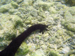 a black sea cucumber in shallow water