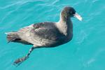 A southern giant petrel in the water of Australias great barrier reef