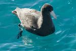 A southern giant petrel in the water of Australias great barrier reef