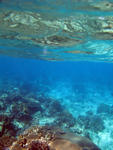 Corals in the shallows, the thin biosphere between the ocean floor and the waters surface