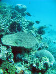 a coral reef with boulder corals and various other types of coral