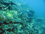 fish and corals living on a coral bommie