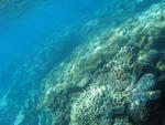 the surface of the ocean floor covered in an assortment of coral types
