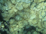 textured surface of the sea bed covered in corals