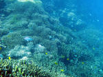 A landscape of hard coral and small reef fish at lady musgrave island