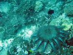 A crown of thorns starfish feeding on corals