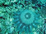 A crown of thorns starfish feeding on corals