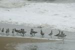 A flock of curlews standing on a sandy beach on a stormy day