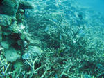 a coral bommie featuring staghorn corals an various other types of coral