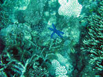 various types of corals and a blue coloured starfish