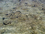 Dozens of sea cumbers in the shallows at low tide, one of several types of cucumber shaped echinoderms