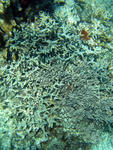 A landscape of hard coral on the ocean floor