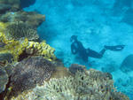 A snorkel diver swiming amongst the corals of australias great barrier reef