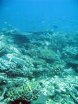 Coral reef and an assortment of reef fish