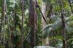 trees and palm fronds in a stand of rainforest
